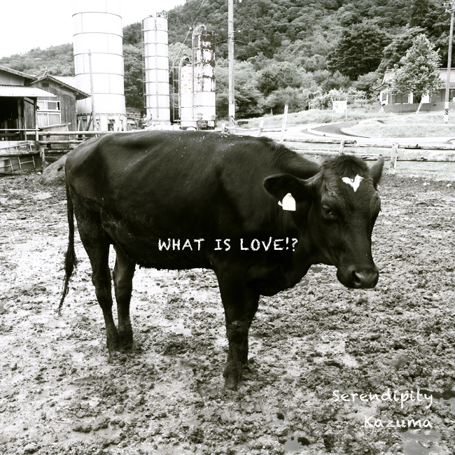what is love.jpg